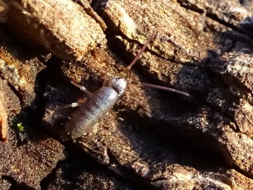 Tomocerus minor